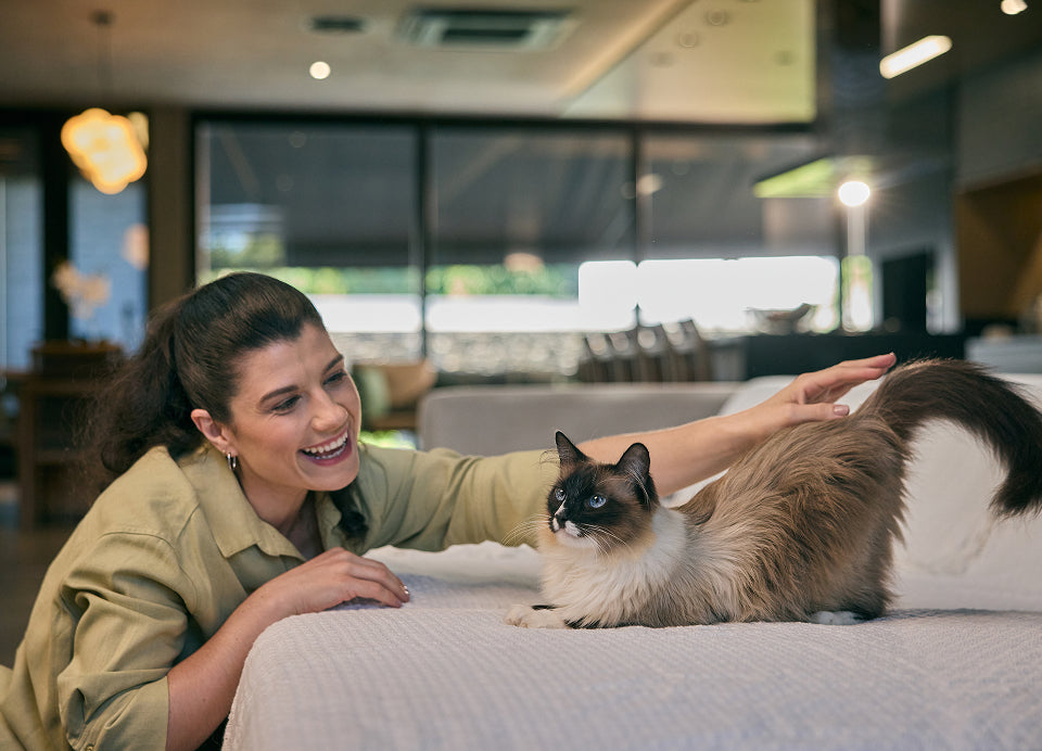 Como funciona o Programa de Afiliados Wisecat