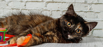 Acessórios para gatos